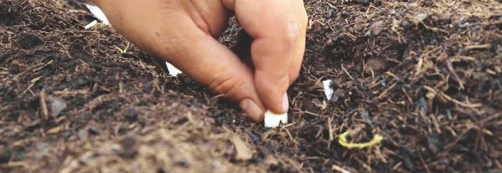 Hand sät Samen in die Erde